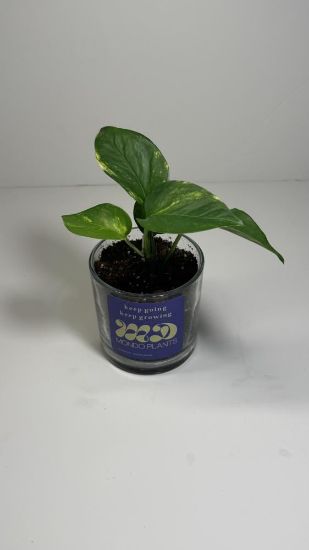 صورة نبتة البوتس